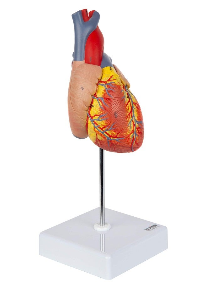 Axis Scientific Life-Size Human Heart Model, 2-Part Magnetic Design with 34 Clearly Labeled Internal Structures, Mounted on Base, Includes Anatomy Study Manual for Medical and Educational Use - Image 3